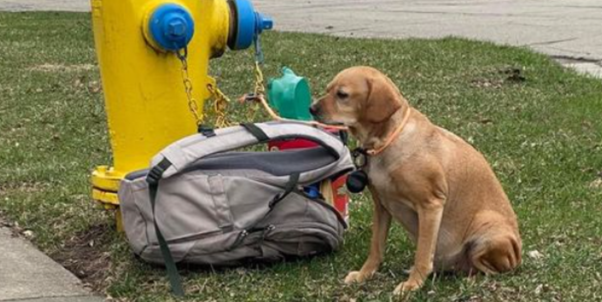 Hund efterladt på gaden med taske fuld af legetøj: Med sig lå et hjerteskærende brev fra ejeren