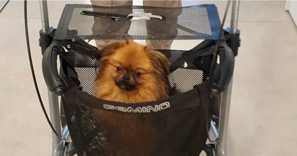 Hunden Georg spreder glæde på plejehjemmet – men snart er det slut