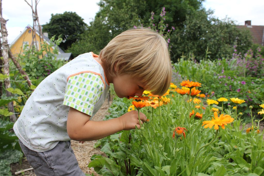 Haverne i Odense Kommune skal være giftfrie: Begynder med parker, naturområder og kolonihaver