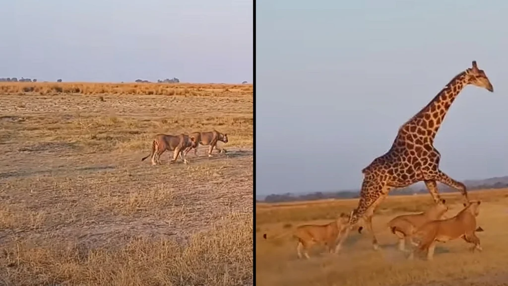 Løver sniger sig tæt ind på drikkende giraf – se så giraffens uventede reaktion, da den opdager dem