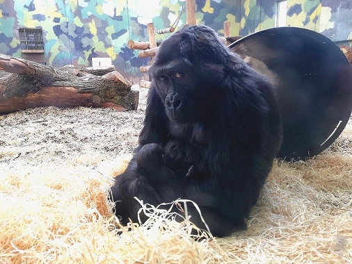 Deler fødselsdag med dronningen: Dansk zoo jubler over nyfødt gorilla