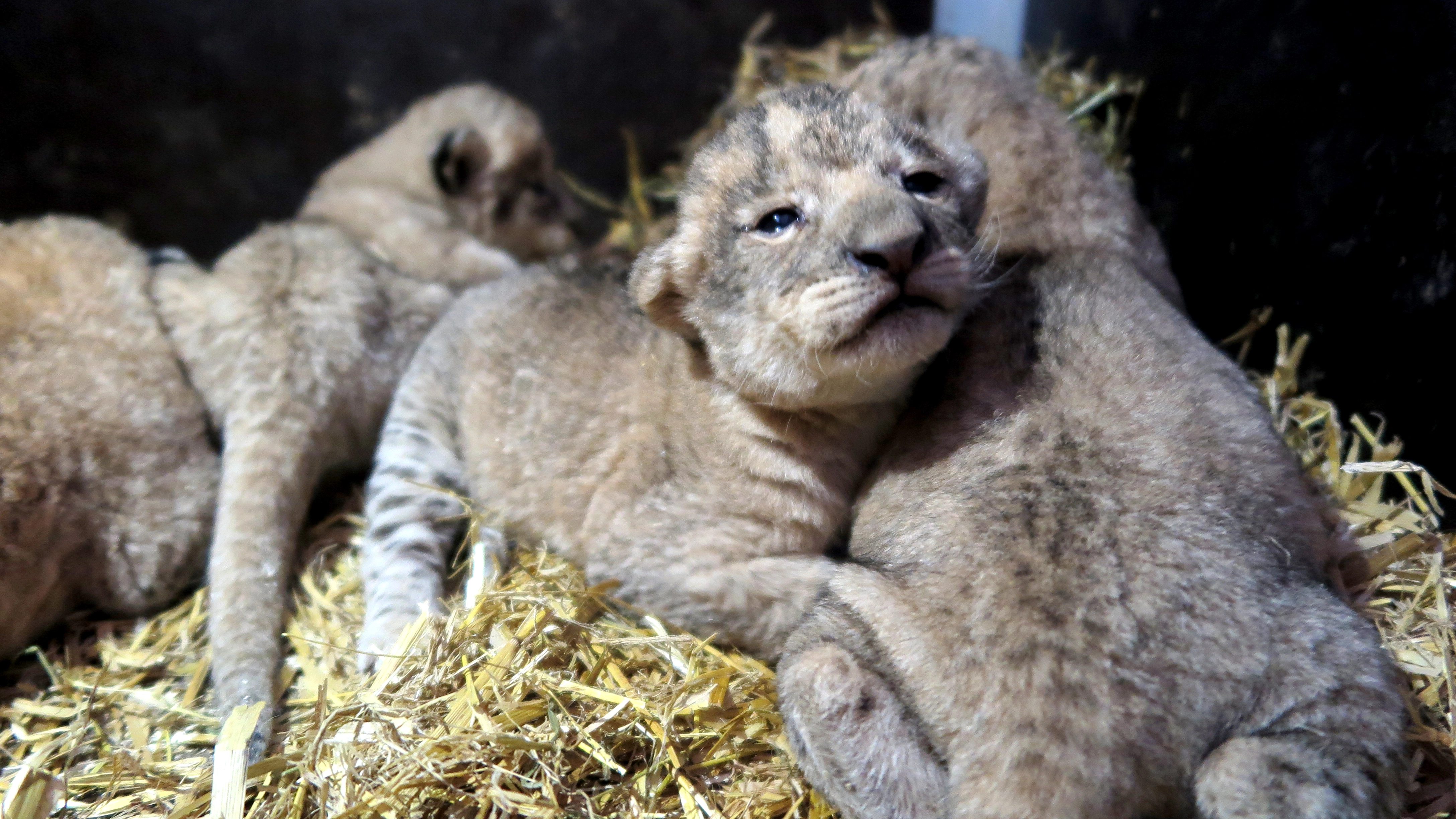 Dansk zoo jubler: Små løver snart klar til at lave ballade