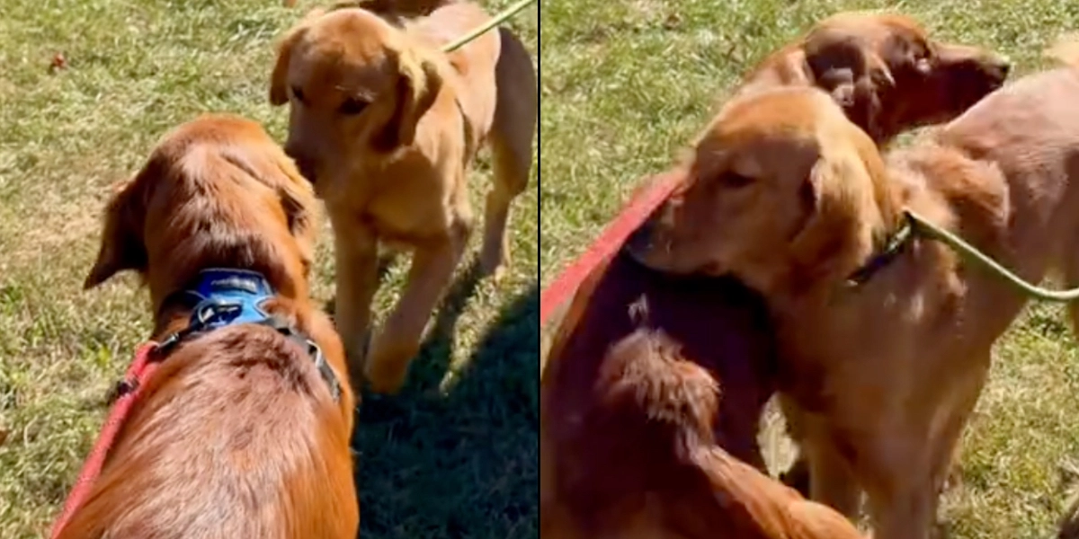 7 måneder gamle golden retriever-brødre genkender hinanden i parken: Kan ikke skjule deres glæde