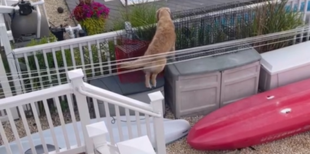 Golden retriever hopper over hegnet til naboen: Når du ser hvorfor, vil du ikke kunne lade være med at smile