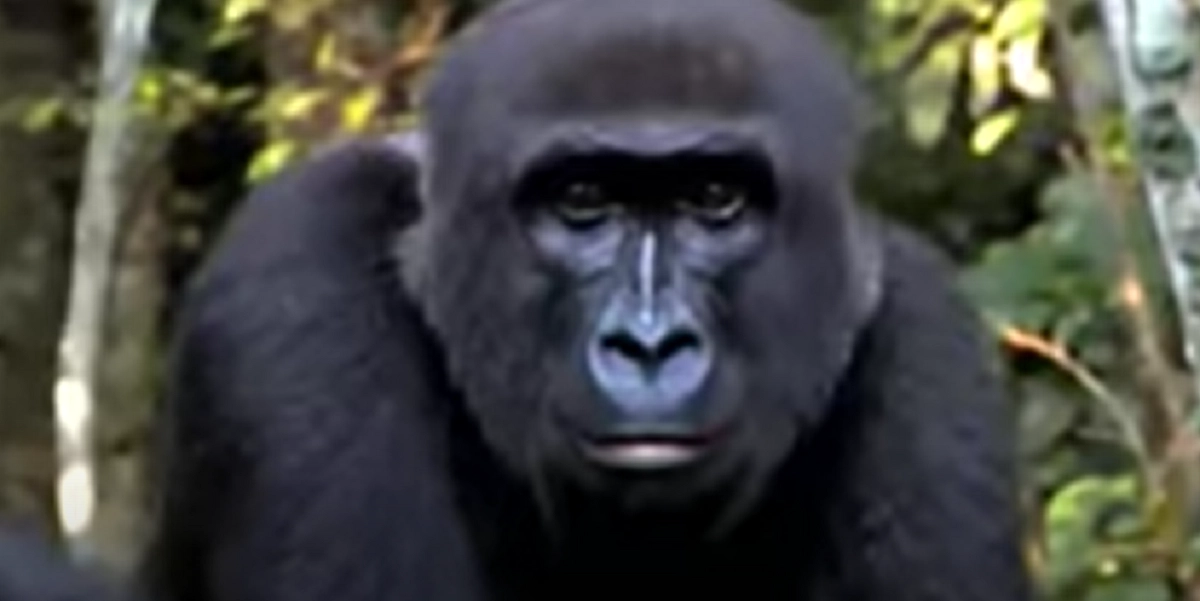 Næsten alle advarede ham om gorillaen, han opdrættede: Se så da de mødes igen 5 år efter