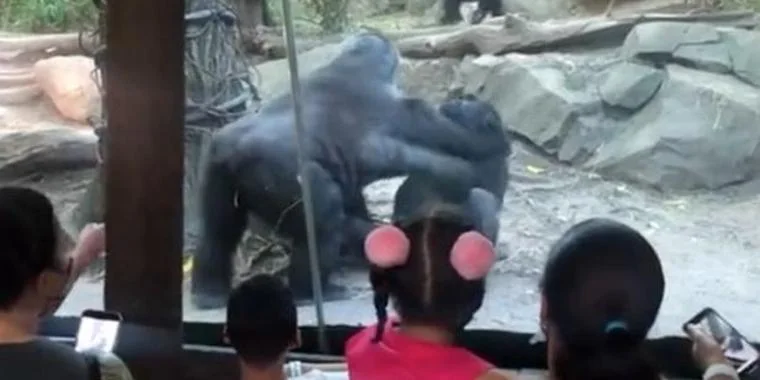 Chok i zoo: Gorillaer dyrker oral få meter fra chokerede børn