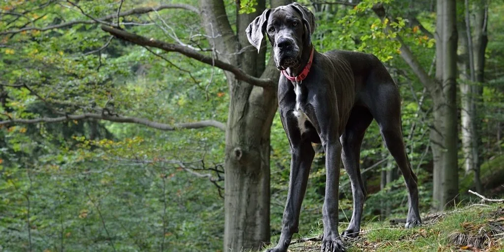 Mød Ramses: Verdens højeste hund