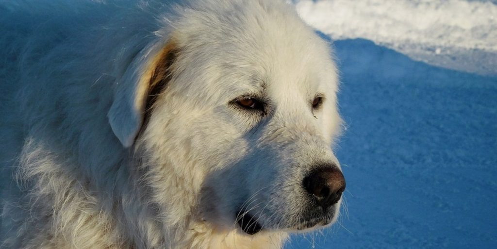 Hund kan efter tre år stadig ikke huske, hvor den bor – se den sjove video