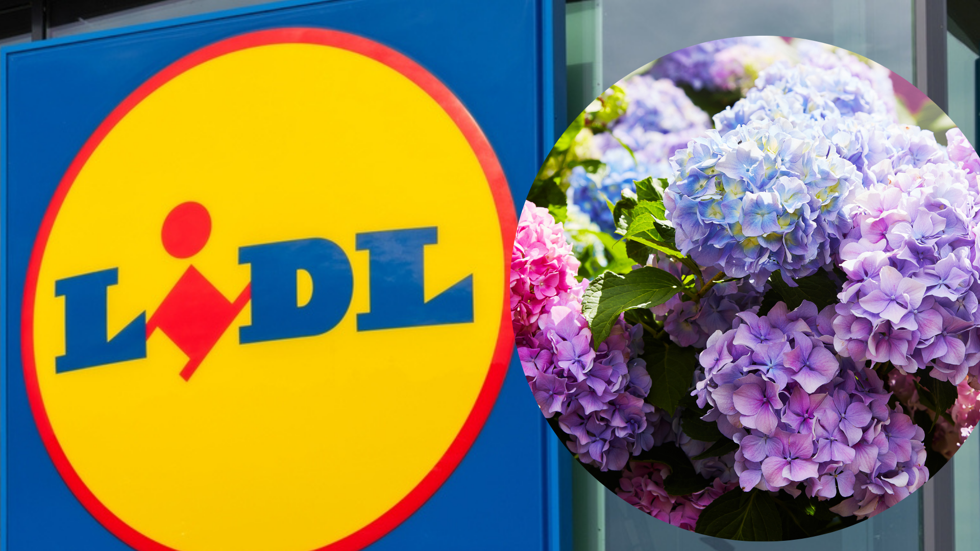 Selv Billigblomst kan ikke være med her: Lidl har vilde tilbud på Hortensia