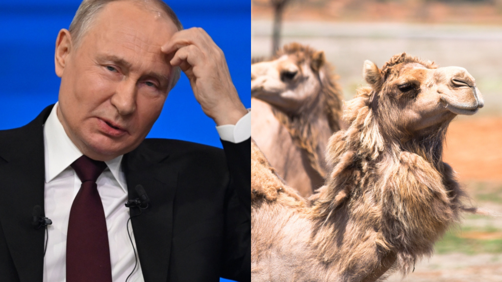 Æsler og kameler: Nu kollapser Putins krigsmaskine