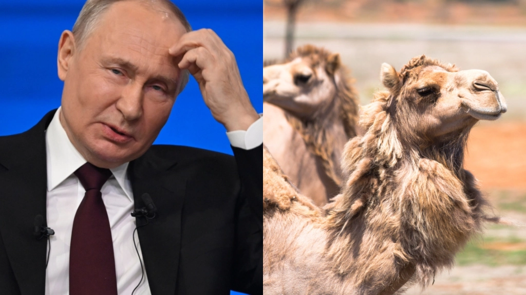 Æsler og kameler: Nu kollapser Putins krigsmaskine
