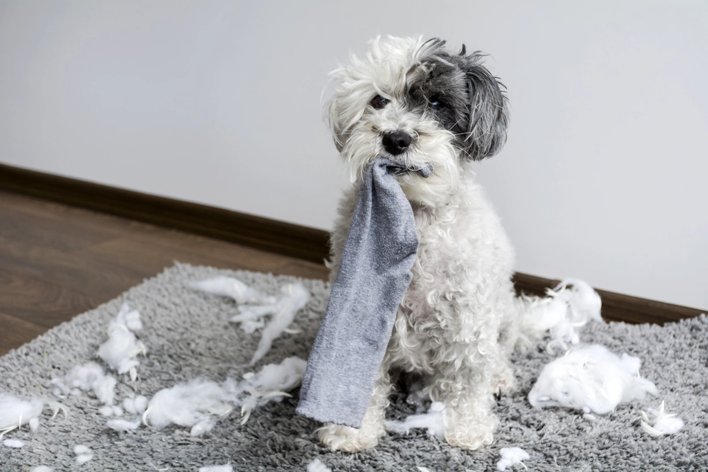 Mange glemmer dette, når de køber hund: Så dyrt kan det blive