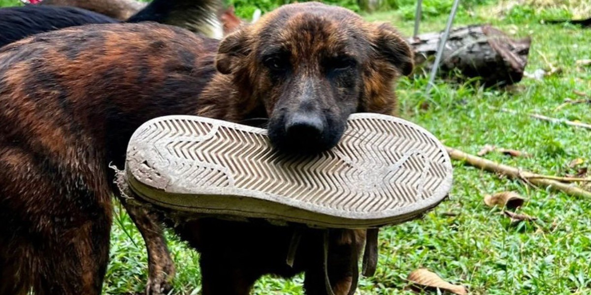Gadehund med særlig taktik – har rørt internettet til tårer