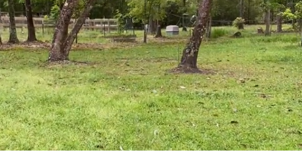 Carl kiggede ud i sin have: Synet af en ubuden gæst efterlod ham i chok