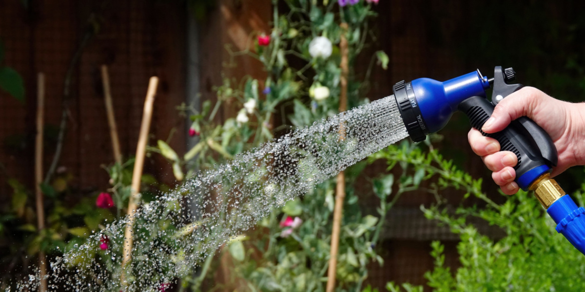 Haveeksperter: Her er det bedste tidspunkt på dagen at vande planterne