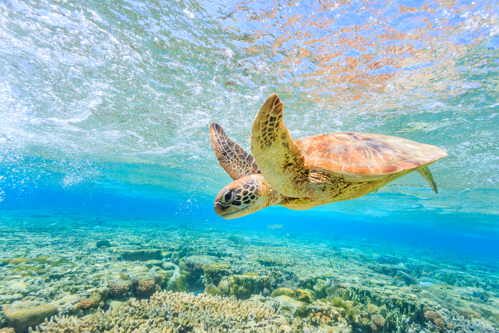 Coronakrisens vindere: Havskildpadden stortrives