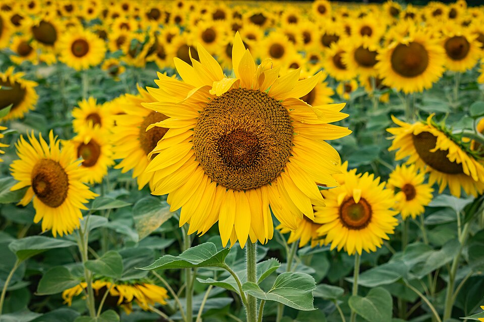 Her er de 20 smukkeste blomster i verden: Mange vil overraske dig
