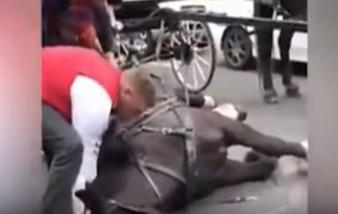 Hest sparket i hovedet af sin kusk efter den kollapser