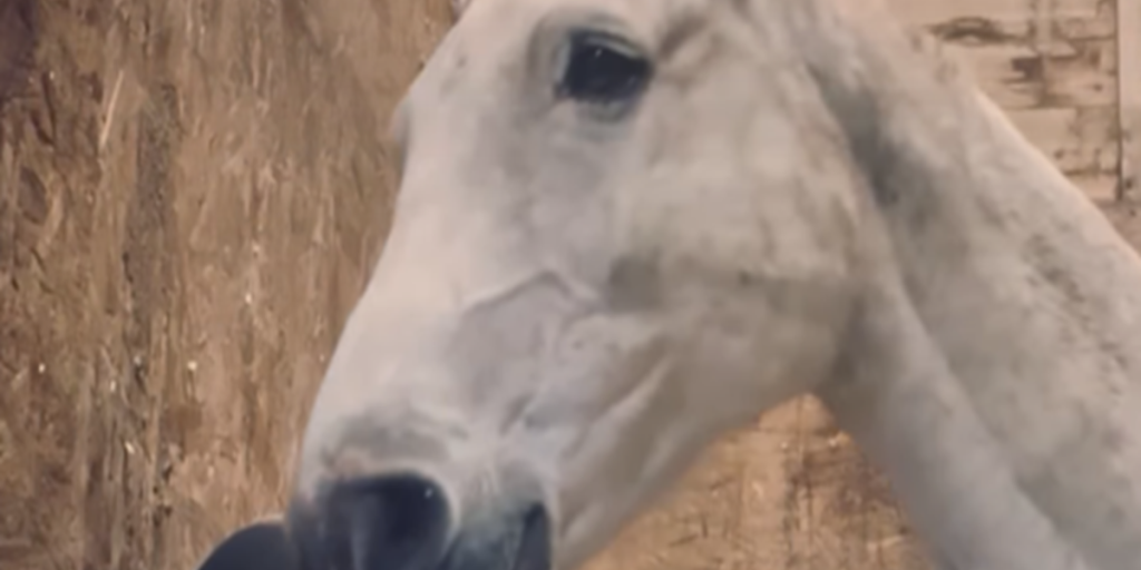 Video tager nettet med storm: Hest elsker sin ejer ubetinget