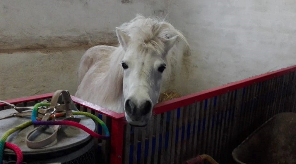 Cannabisolie redder hest fra aflivning: Nu galoperer Wendy igen