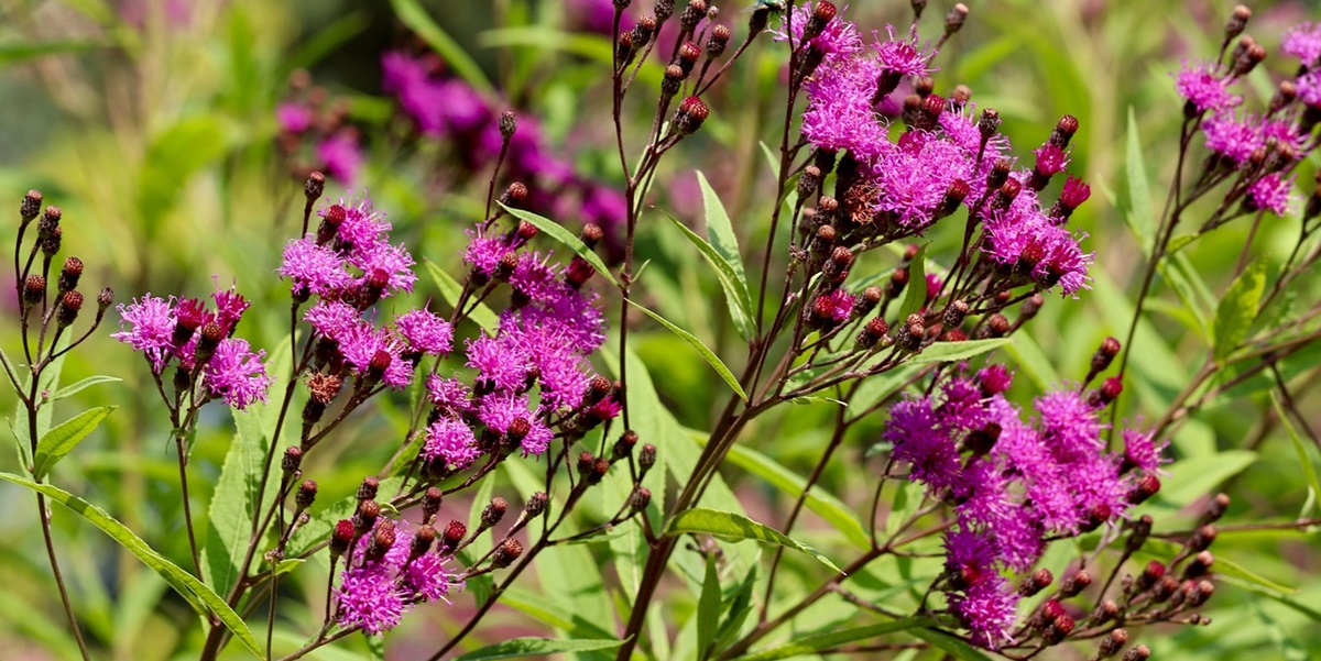 Alle haveejere bør plante denne blomst i oktober