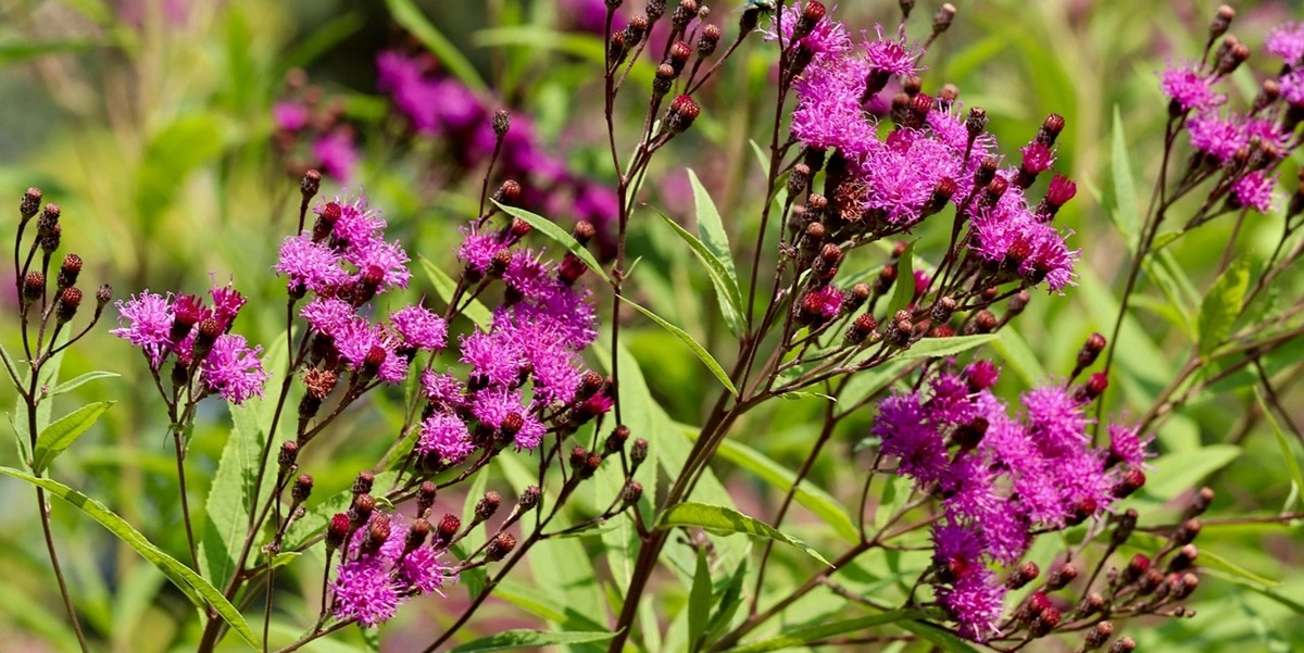 Alle haveejere bør plante denne blomst i oktober