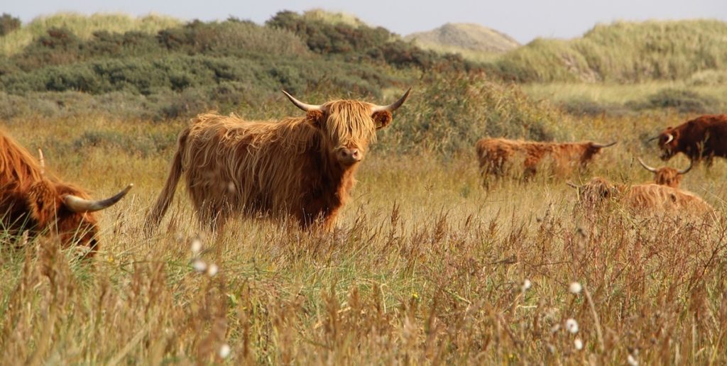 Nyt i sag om dyremishandling: Skovrider fra Naturstyrelsen tiltalt
