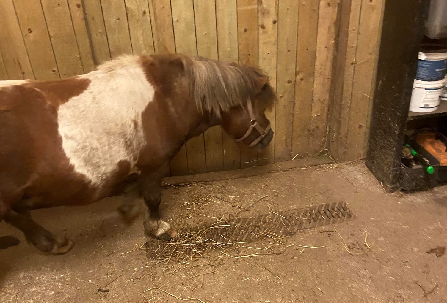 Hest stukket af: På vildspor i lille by