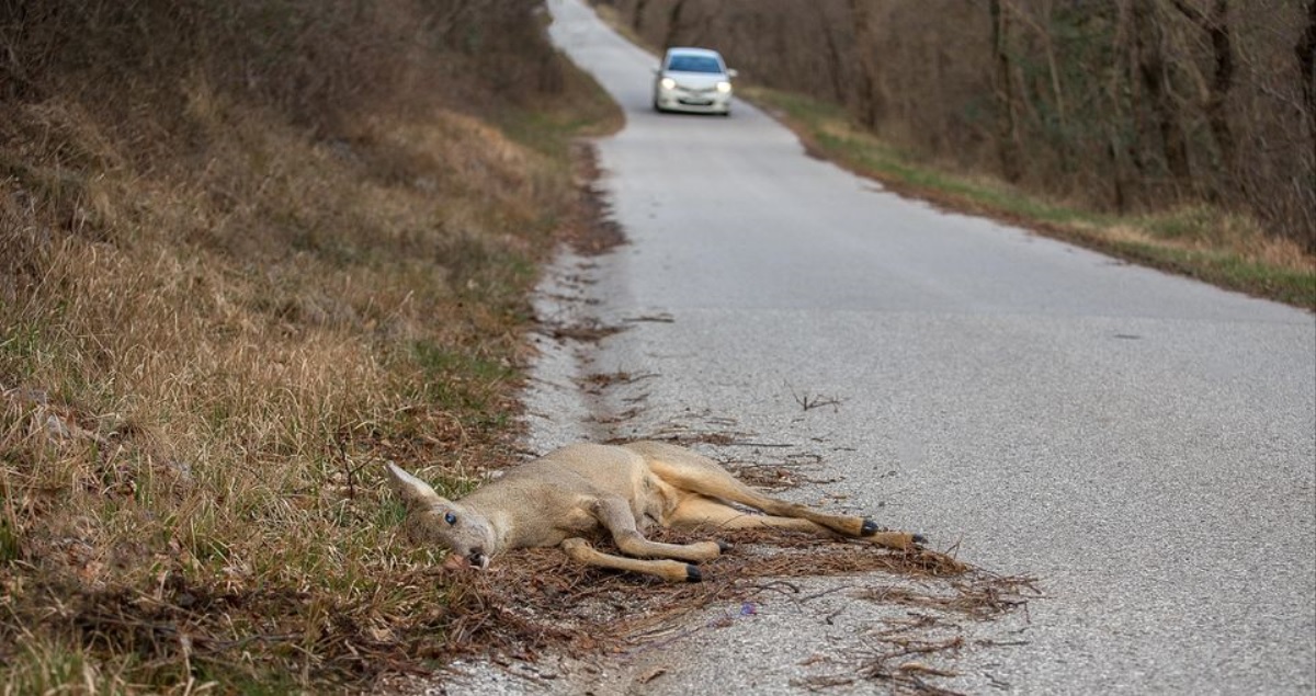 Højsæson for påkørsler: Her skal du passe særligt godt på