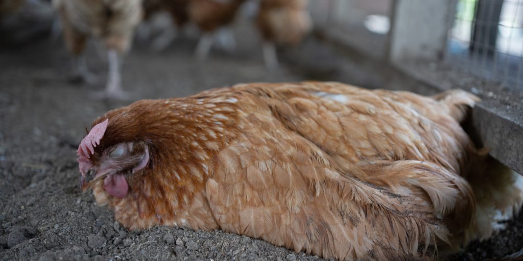 Fødevarestyrelsen advarer: Øget risiko for fugleinfluenza