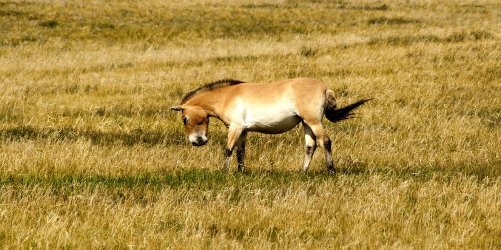 Vilde heste er tilbage i Kasakhstan: Przewalski-heste udsættes i det fri