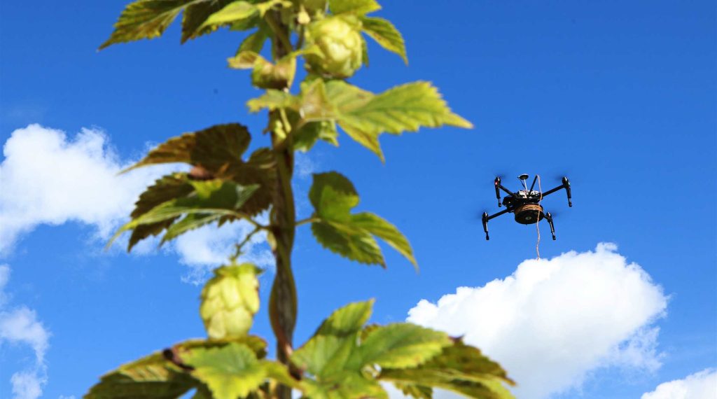 Odenseanske øl-droner skal hjælpe til i humle-marker