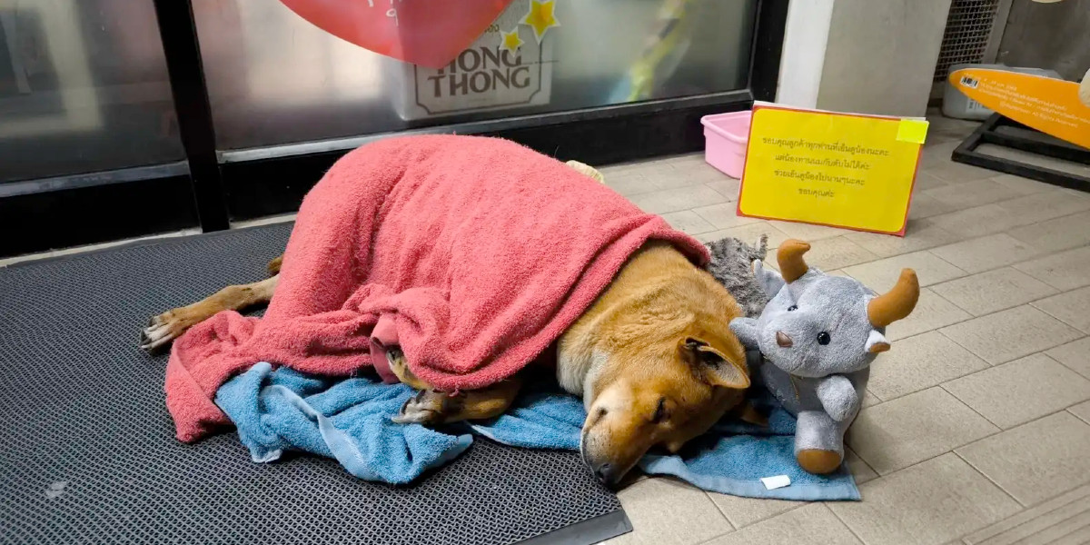 Hund ventede  i månedsvis uden for 7-Eleven på ejer: Men så kom der et nyt håb