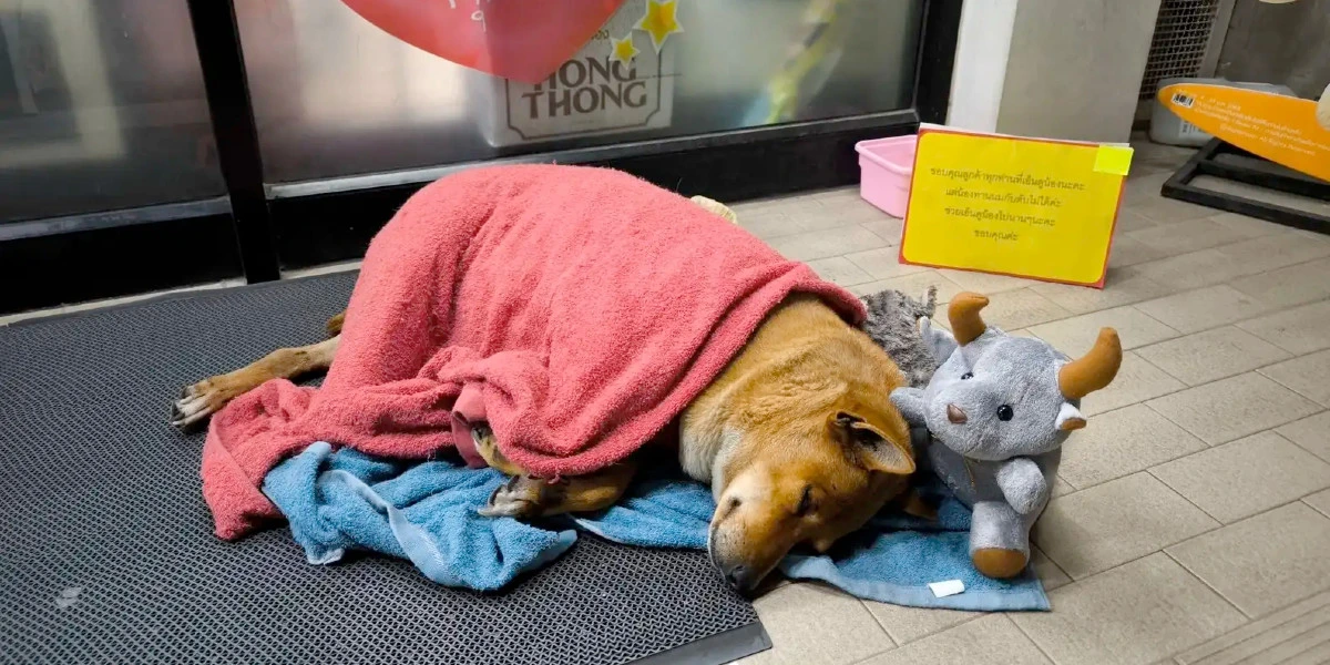 Hund ventede  i månedsvis uden for 7-Eleven på ejer: Men så kom der et nyt håb