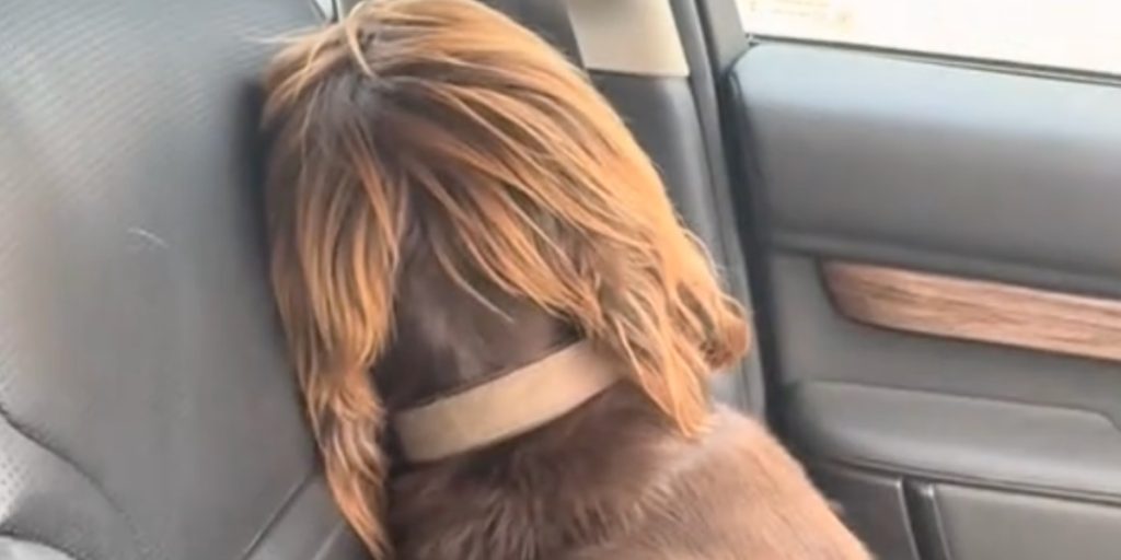 Hund gør det klart, hvordan den har det, da ejer vender hjem fra ferie uden hende