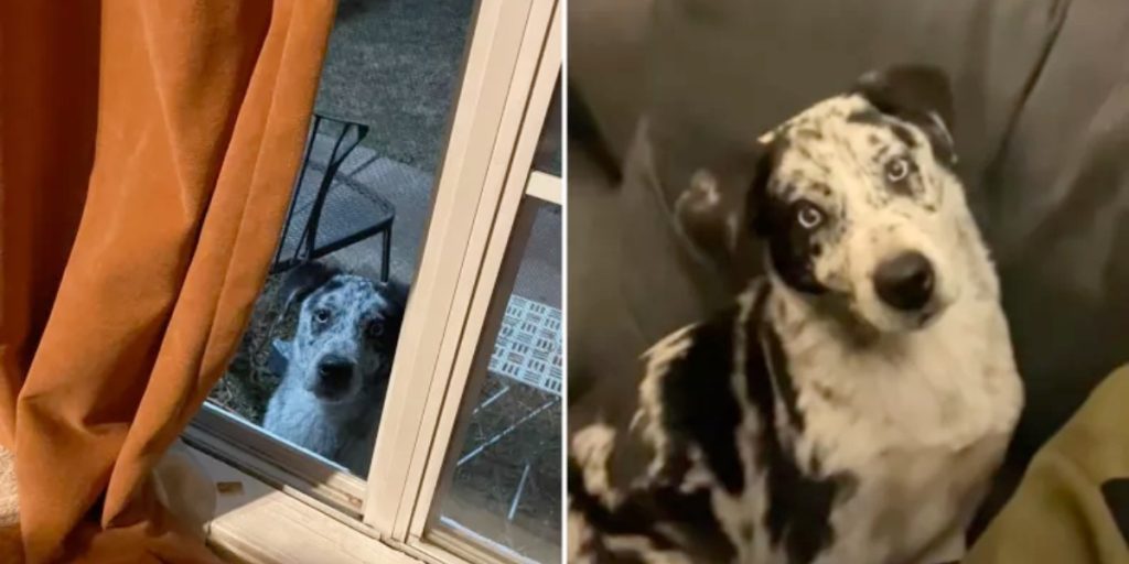 Hund dukker pludselig op ved kvindes dør i frostvejr: Hun ved præcis, hvad hun skal gøre