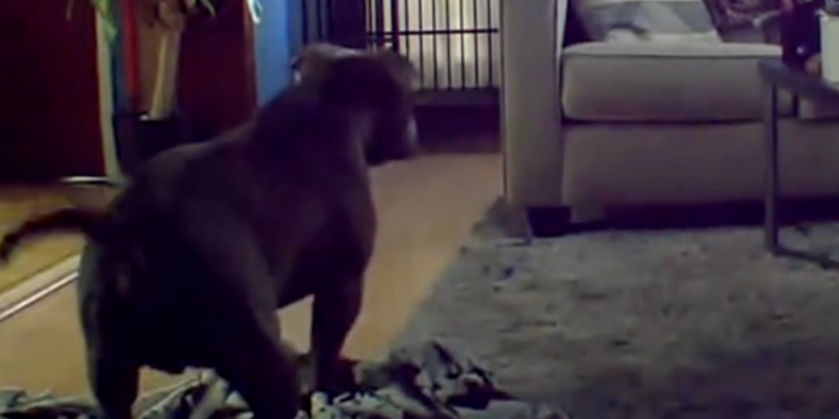 Kamera fanger sødt øjeblik, hvor hund henter noget, da han hører ejer komme hjem