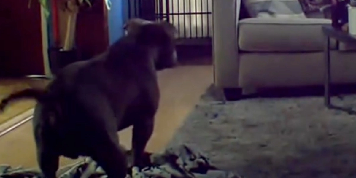 Kamera fanger sødt øjeblik, hvor hund henter noget, da han hører ejer komme hjem