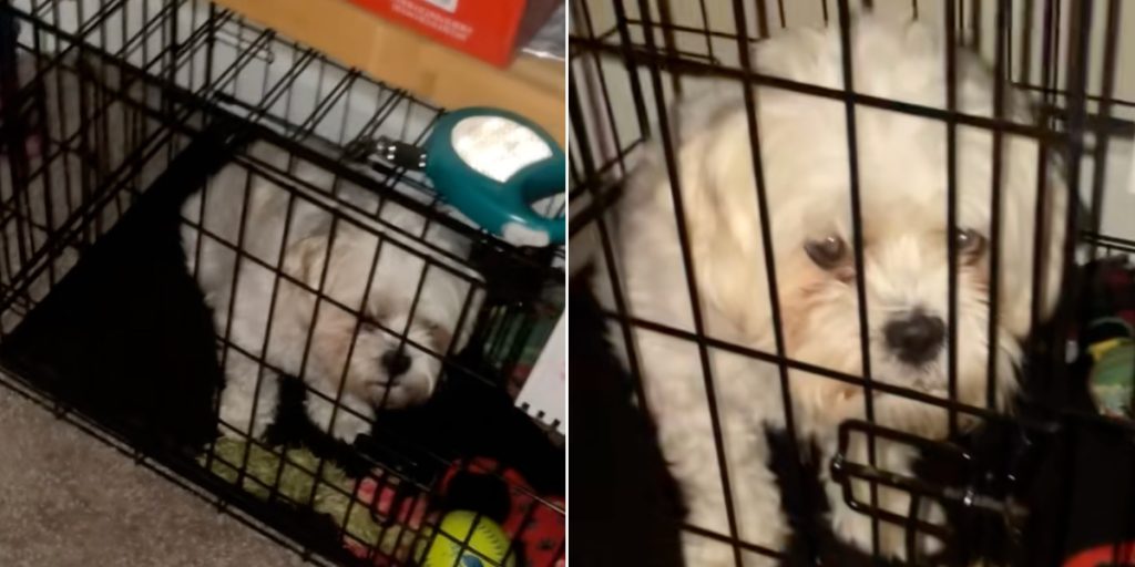 Kvinde vender hjem og finder hund i sit bur: Hvad der står på tilhørende seddel, vil få dig til at grine