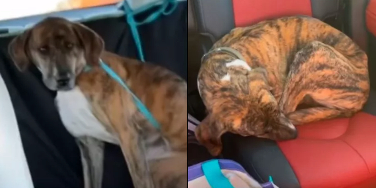 Ansatte fra dyreinternat redder herreløs hund: Er ikke klar på, hvad dens mikrochip afslører