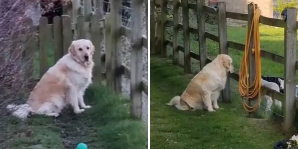 Kathrines hund hyggede sig med lam og det gik ‘så godt’ – indtil det ikke gjorde længere