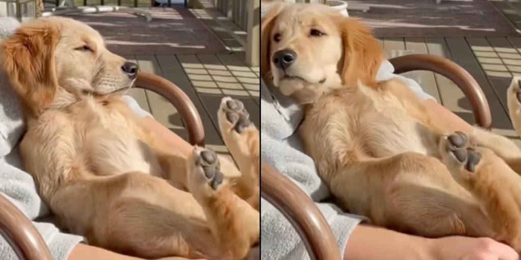 Lille hundehvalp går viralt: Viser hvordan man virkelig lever livet