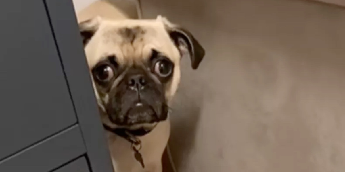 Kvinde tog sit nyfødte barn med hjem: Hun var ikke forberedt på hundens ‘hjerteskærende’ reaktion