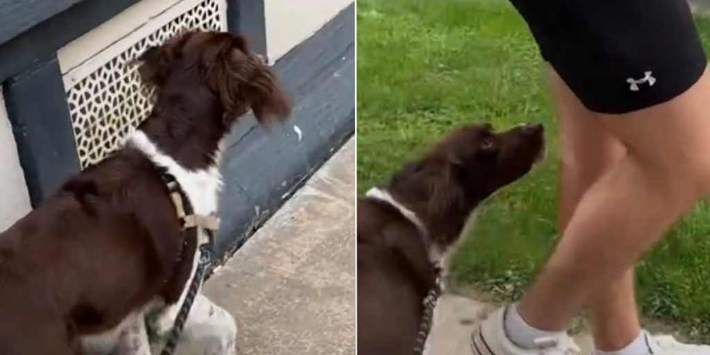 Får hjerter til at smelte: Her er øjeblikket, hvor hund genkender sin ‘onkel’ efter 6 måneder