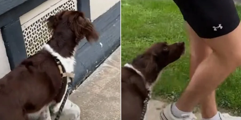 Får hjerter til at smelte: Her er øjeblikket, hvor hund genkender sin ‘onkel’ efter 6 måneder