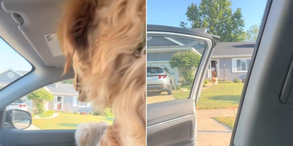 Hund indser, at han skal hjem til mormor: Hans reaktion har smeltet hjerter verden over