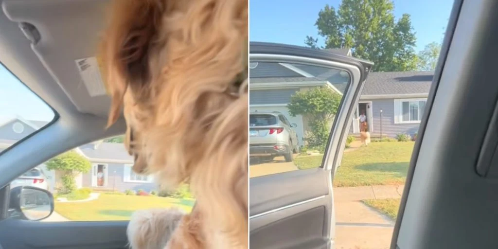 Hund indser, at han skal hjem til mormor: Hans reaktion har smeltet hjerter verden over