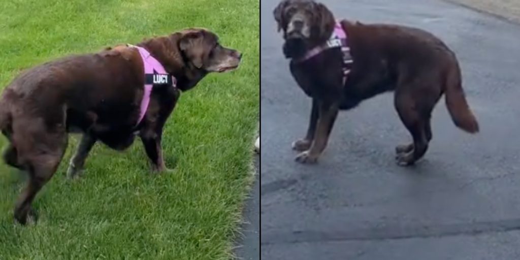 Kvinde kører dagligt en tur med sin gamle labrador: Årsagen har smeltet hjerter verden over