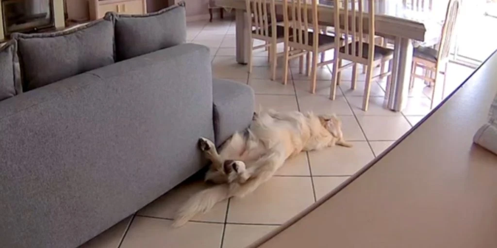 Kvinde får notifikation fra sit overvågningskamera: Får et chok over, hvad hunden laver