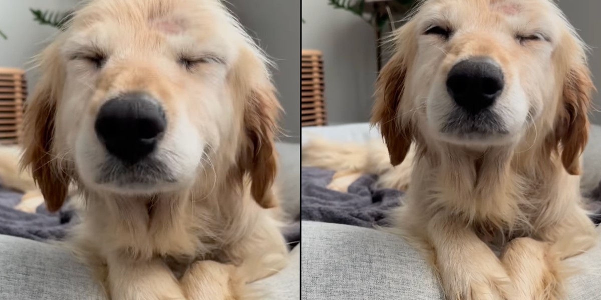 Udstråler ren glæde: Ældre hund viser taknemmeligt smil første dag hjemme fra internatet